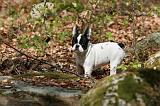 BOULEDOGUE FRANCAIS 1021